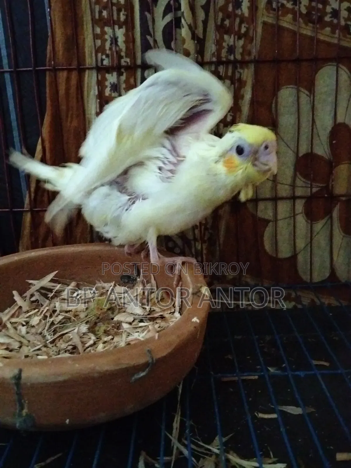 Kokatel Baby
