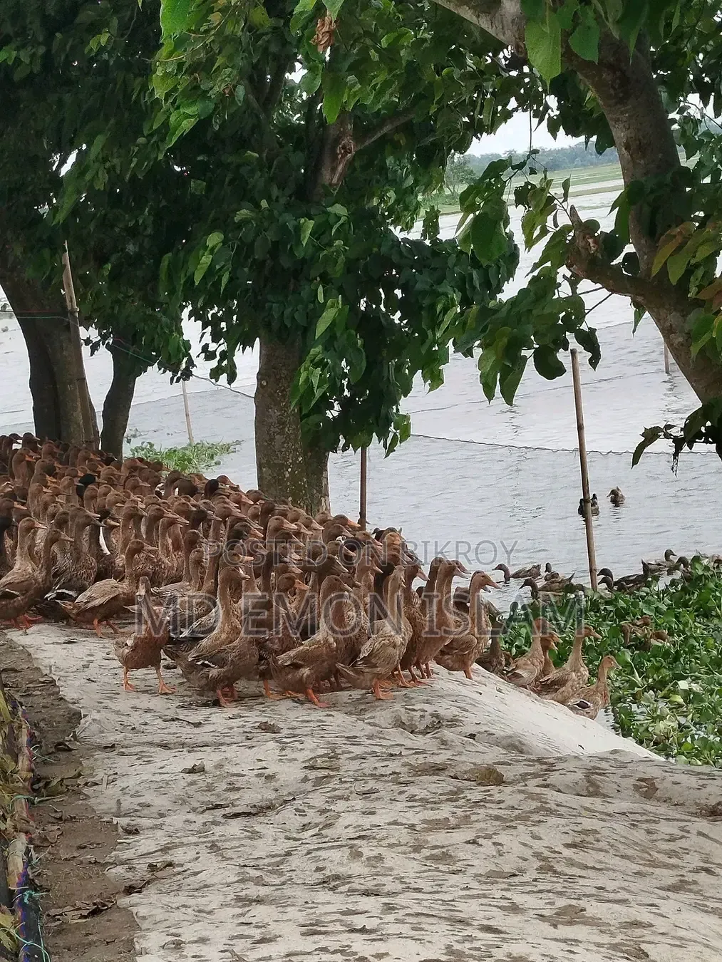 Khaki Campbell Duck