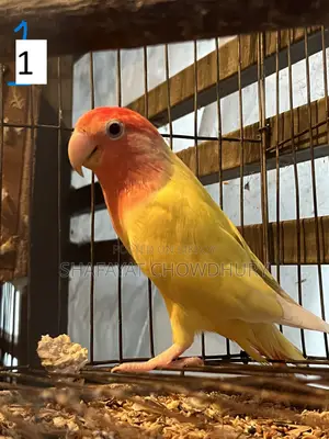 লুটিনো ওপলাইন লাভবার্ড