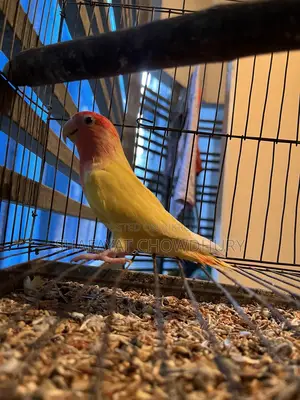 Lutino Opaline Lovebird