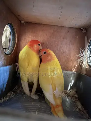 লুটিনো ওপালিন লাভবার্ড জোড়া