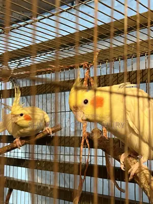 লুটিনো ককাটেল