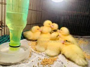 White Chinese ducklings.
