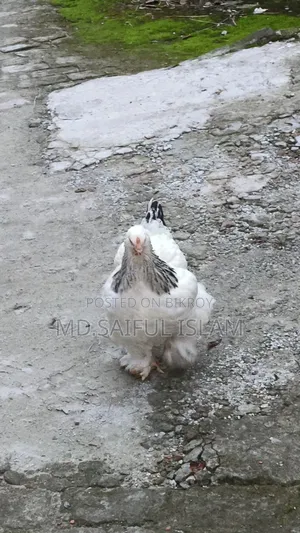 ১০ পিছ ব্রাহামা মুরগীর বাচ্চা বিক্রি করা হবে।