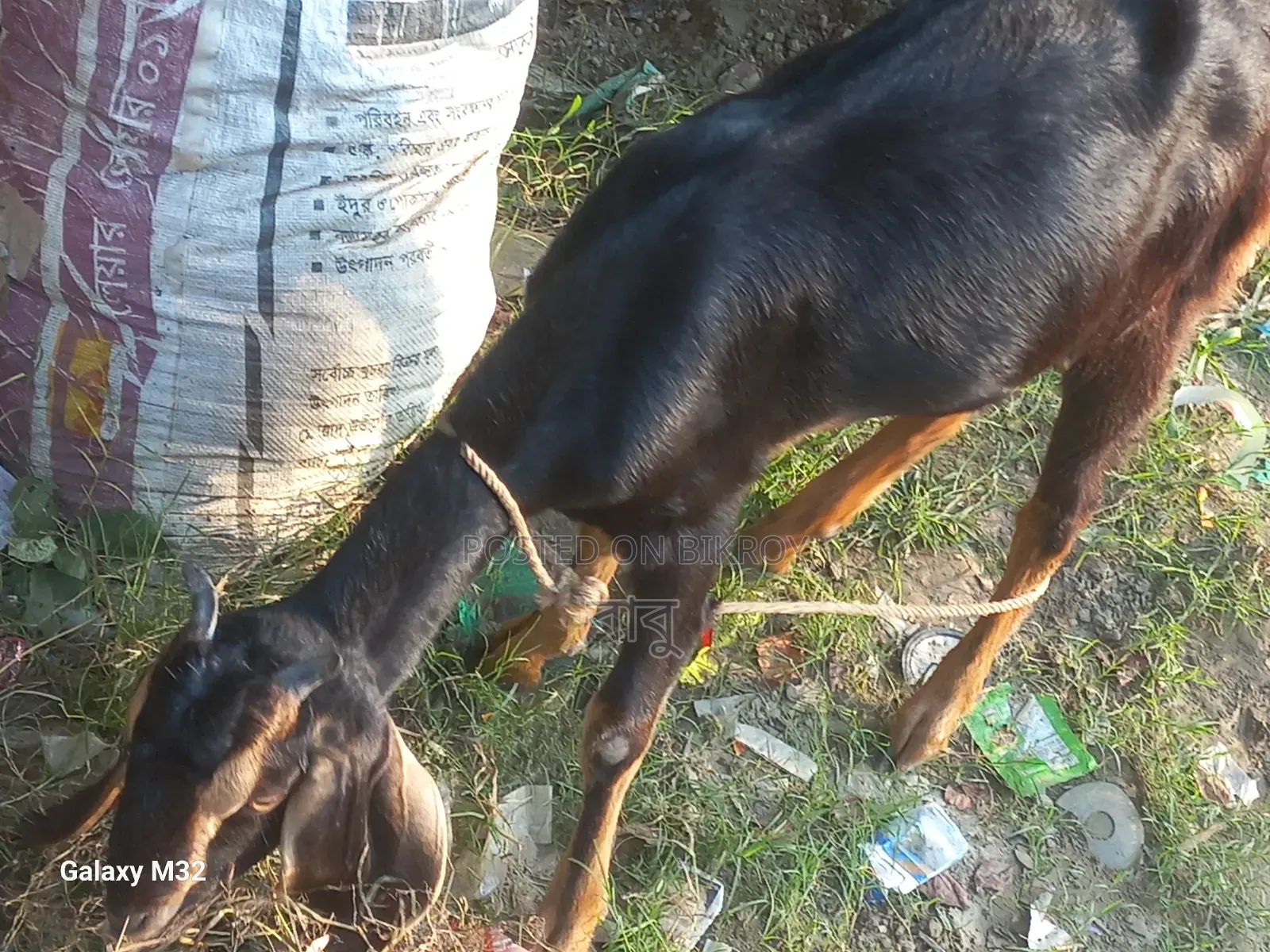 হরিয়ানা ক্রস ছাগী