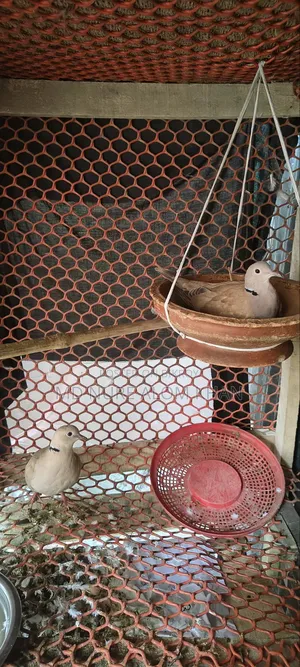 Full fresh pair of dove birds with eggs, interested buyers please contact.