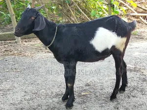 দেশি খাসি ছাগল বিক্রি