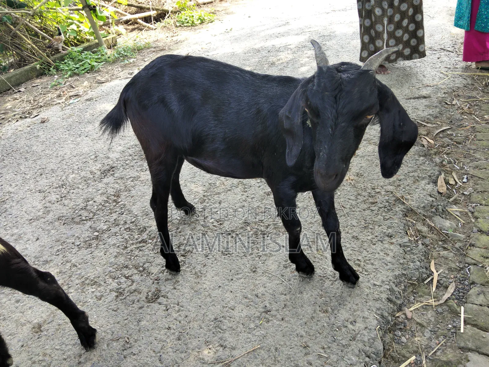 দেশি খাসি ছাগল বিক্রি