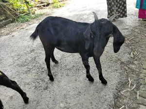 দেশি খাসি ছাগল বিক্রি