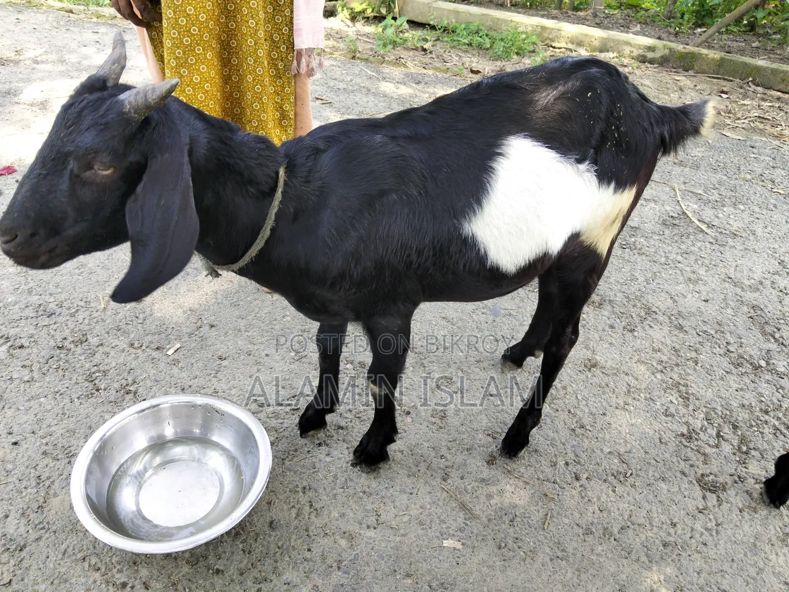 দেশি খাসি ছাগল বিক্রি