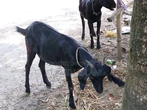 দেশি খাসি ছাগল বিক্রি