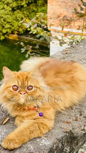 1+ Year Male Purebred Persian Cat
