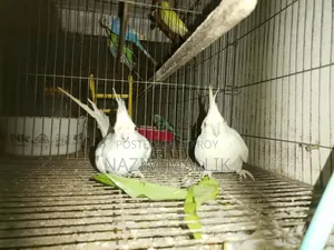 Cockatiel Bird
