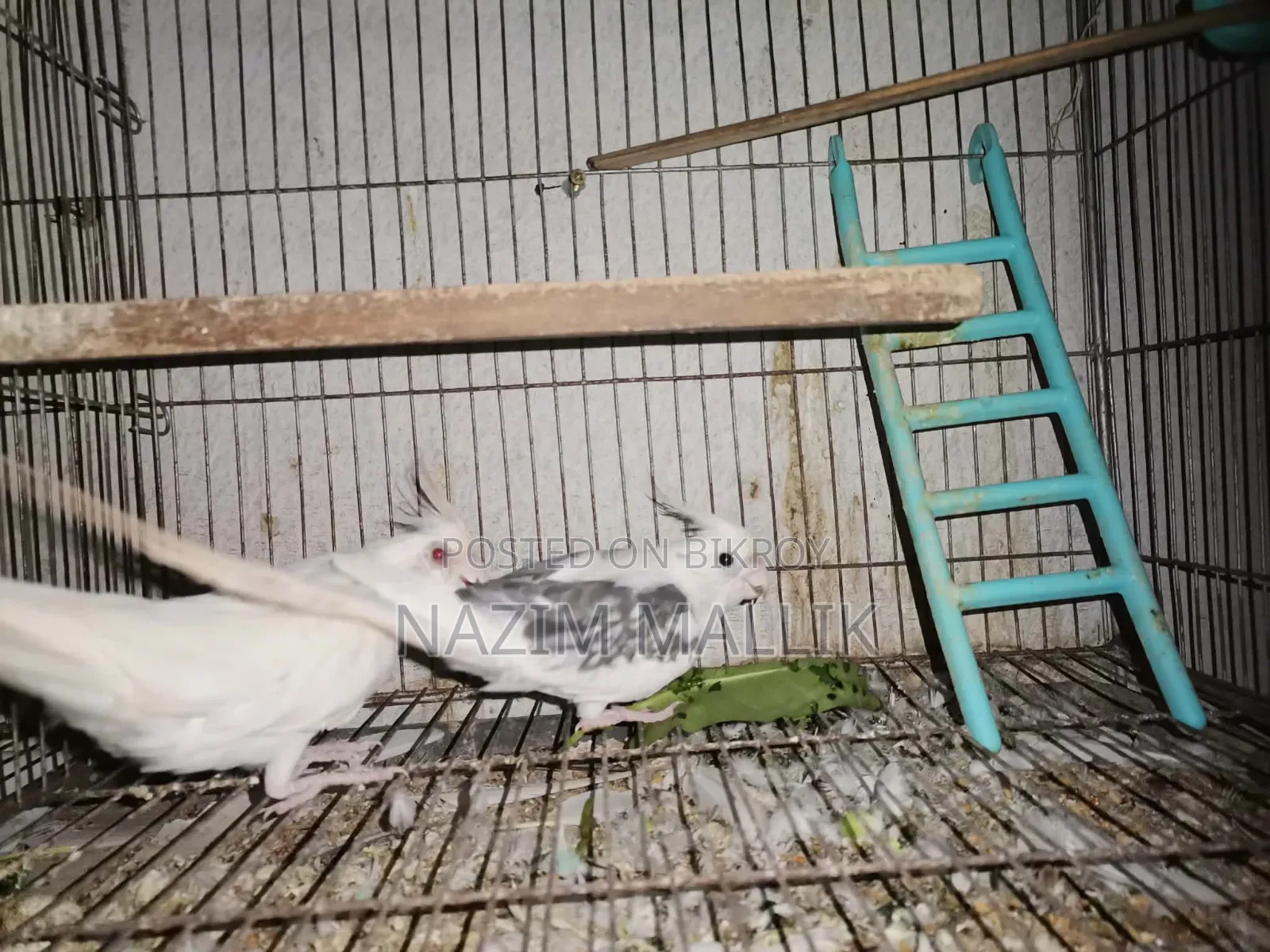 Cockatiel Bird