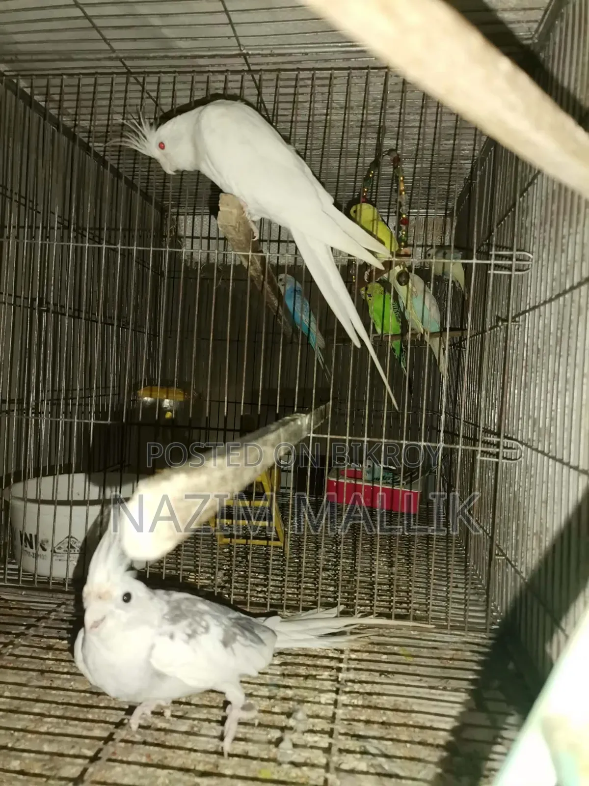 Cockatiel Bird