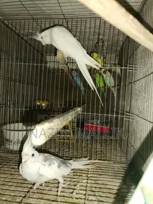 Cockatiel Bird
