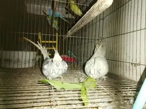 Cockatiel Bird