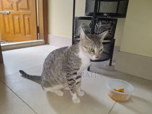 6-12 Months Female Purebred Persian