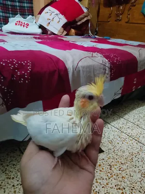 Cockatiel Baby