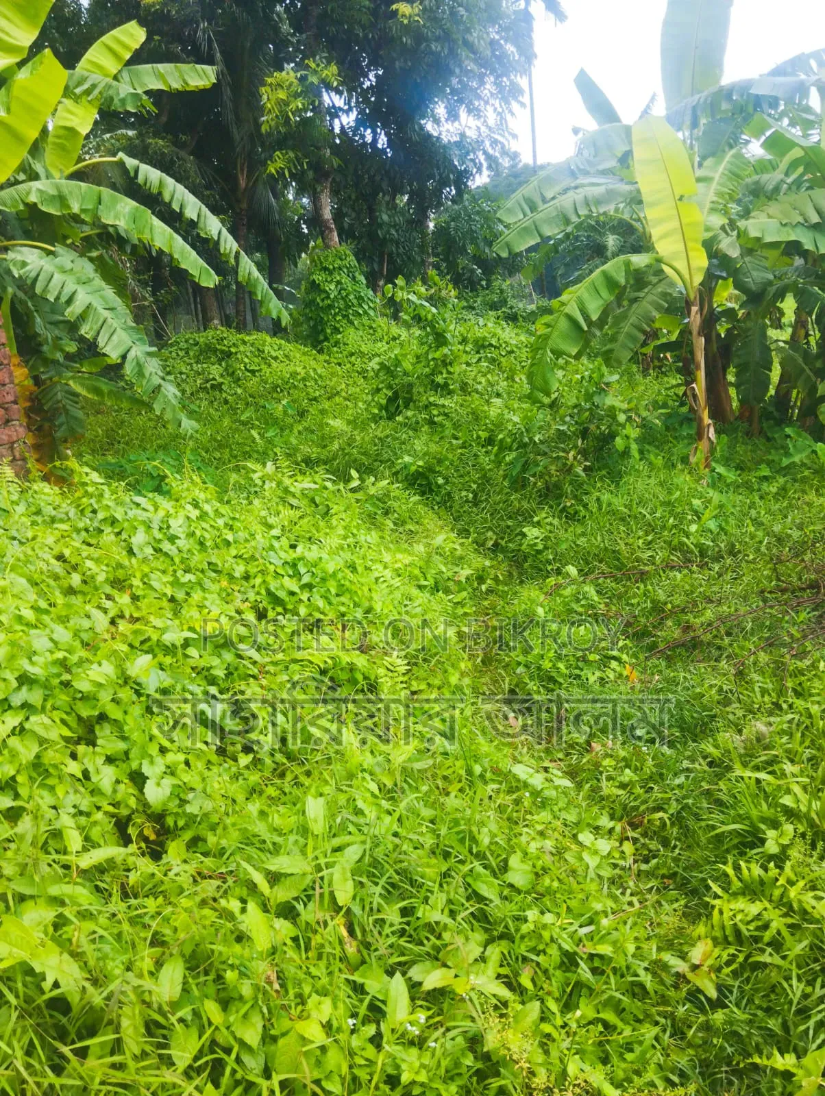 বারোইরহাট হাইওয়ের পাশের জমি
