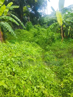 বারোইরহাট হাইওয়ের পাশের জমি