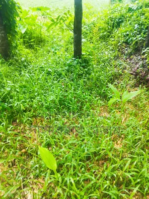 বারোইরহাট হাইওয়ের পাশের জমি