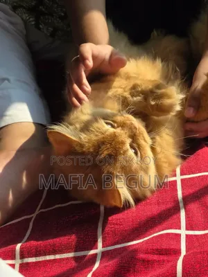 6-12 Months Male Purebred Persian