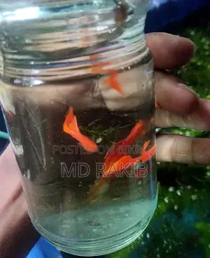 Red Moscow Guppy