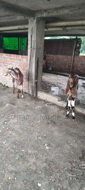 Totapuru Goat