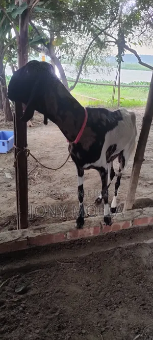 Totapuru Goat