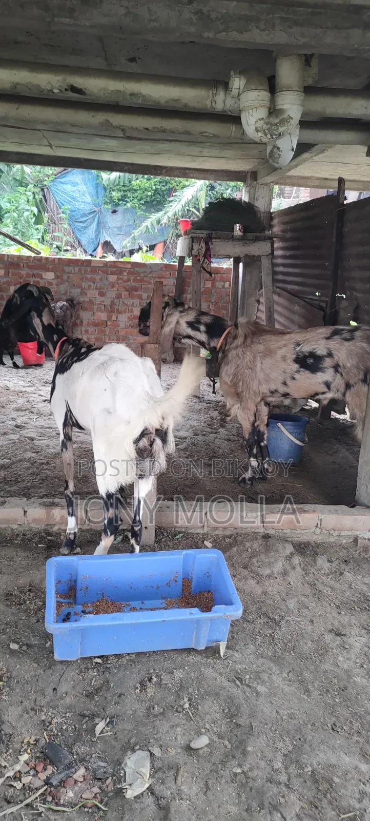 Totapuru Goat