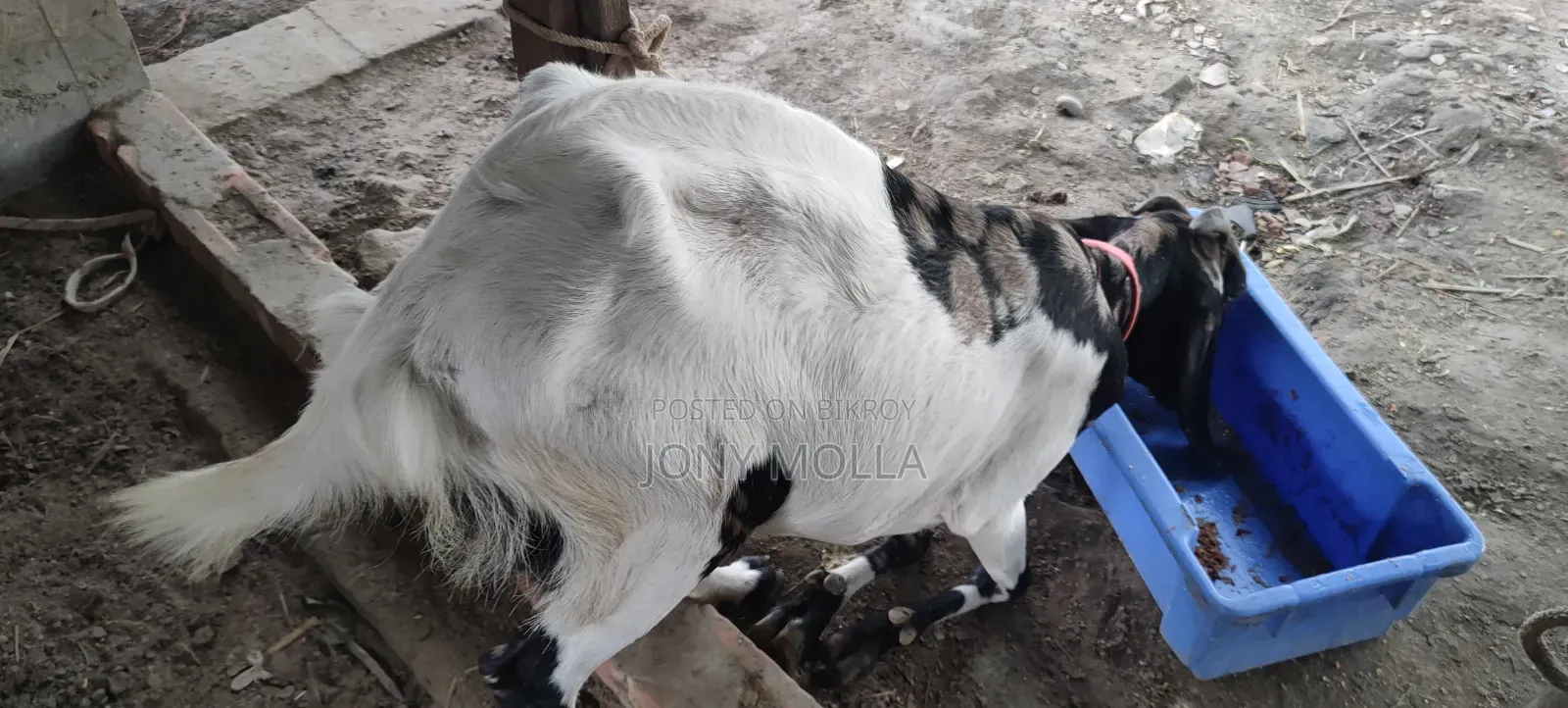 Totapuru Goat