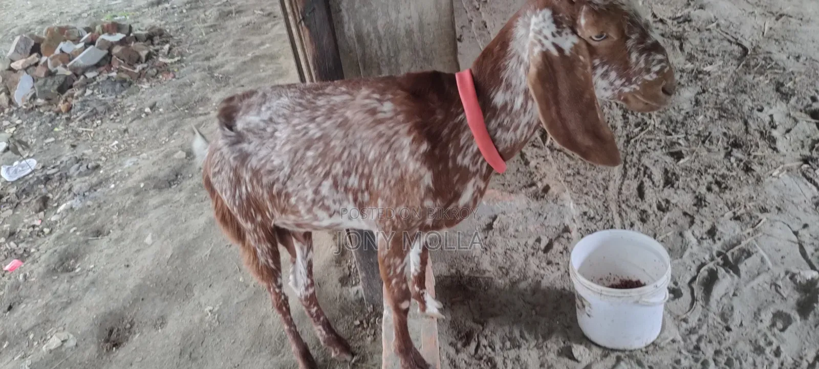 Totapuru Goat