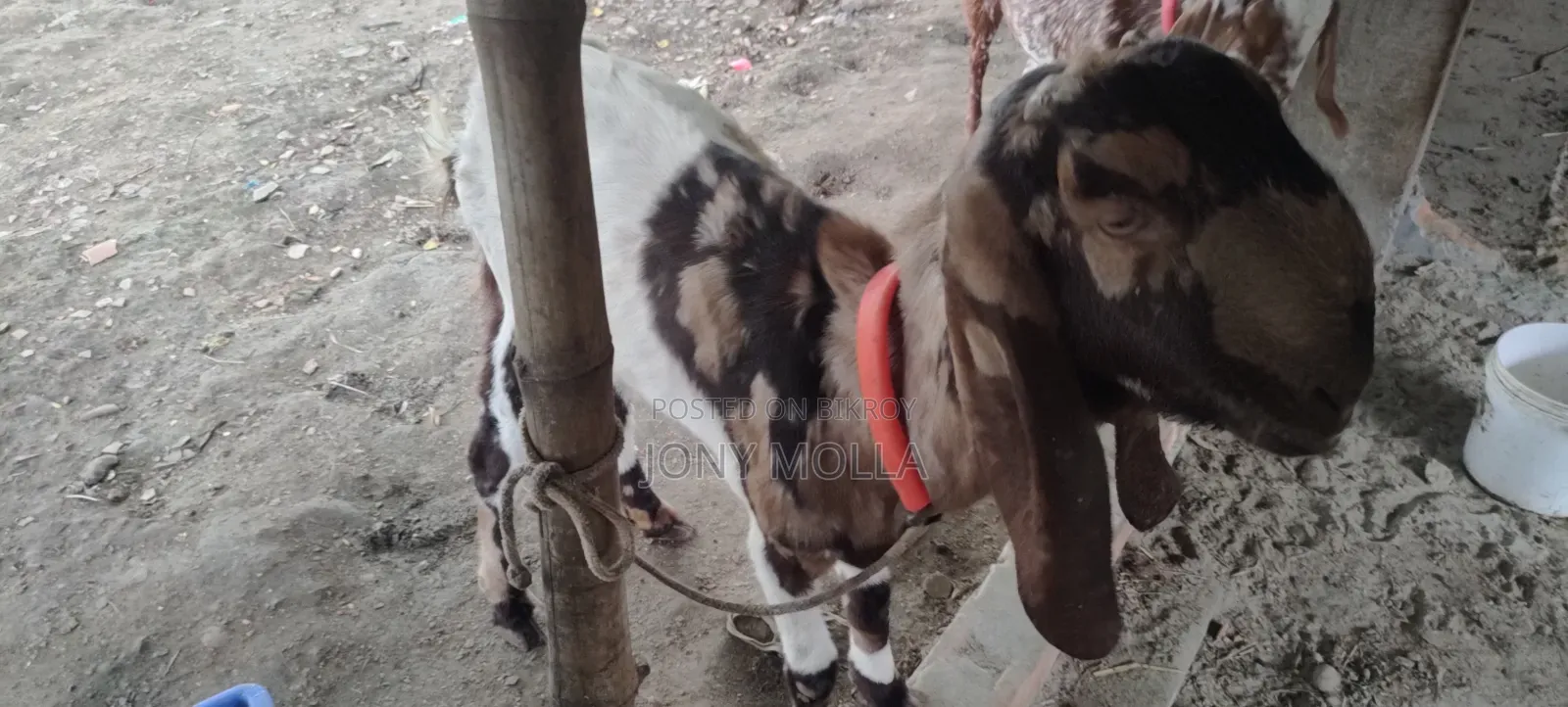 Totapuru Goat