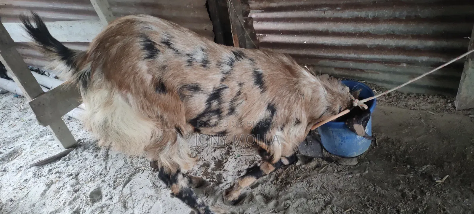 Totapuru Goat
