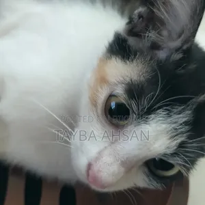 3-6 months Female Purebred Cat