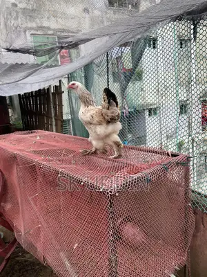 Bahamas Chicken