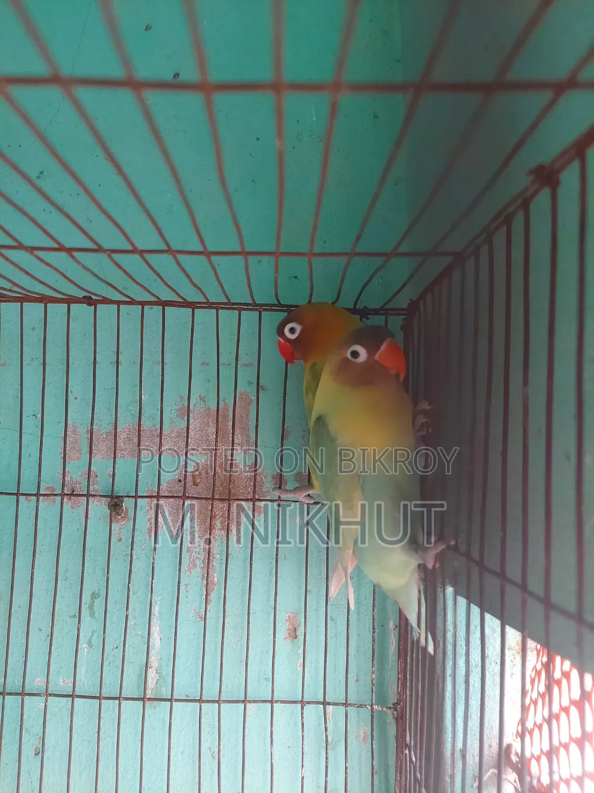 লাভ বার্ডস