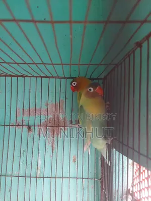 লাভ বার্ডস