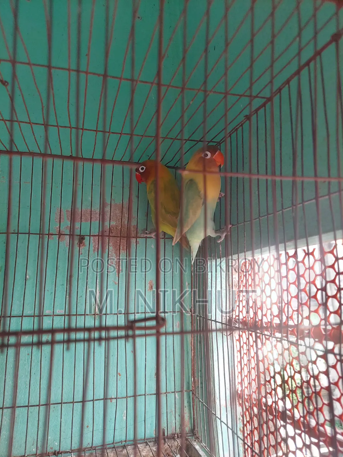 লাভ বার্ডস