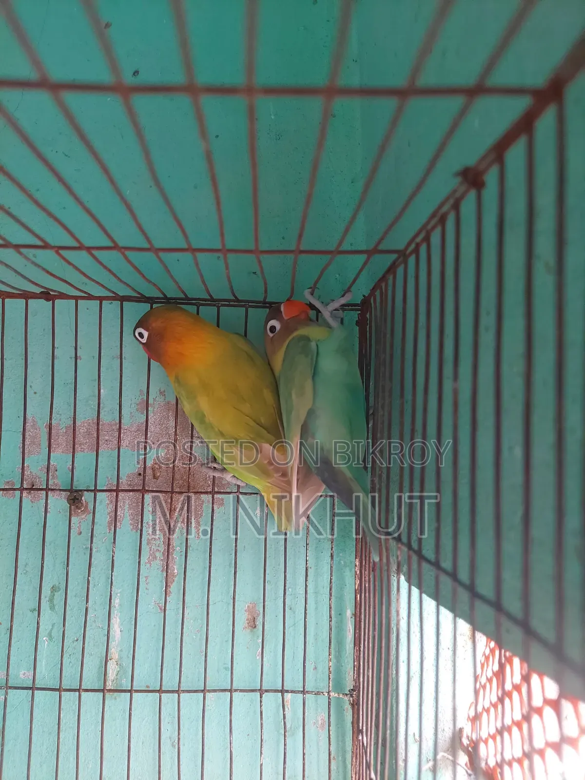 লাভ বার্ডস