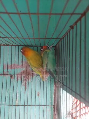 লাভ বার্ডস