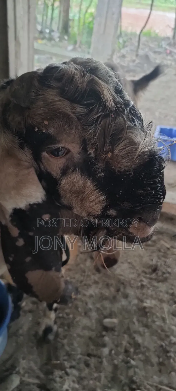 Totapuru Goat