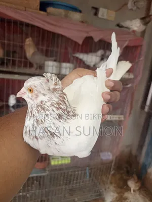 সিঙ্গেল কবুতর