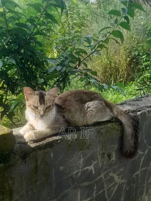 1+ Year Female Mixed Breed Persian