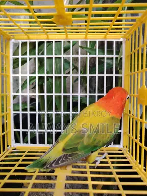 Green Euwing Opaline Female