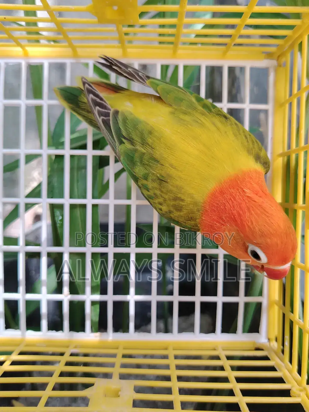 Green Euwing Opaline Female
