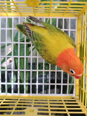 Green Euwing Opaline Female