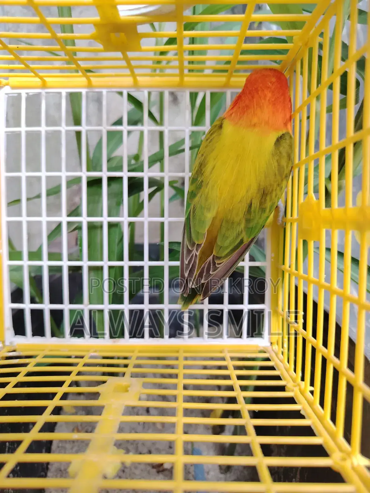 Green Euwing Opaline Female