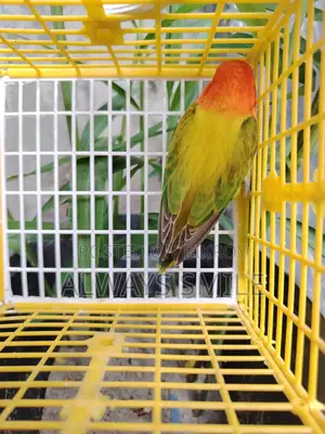Green Euwing Opaline Female